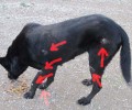 Λουτράκι: Πυροβόλησε τον σκύλο επανειλημμένα με αεροβόλο
